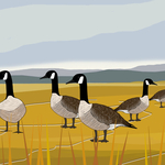 Canada Geese