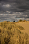 Sand Dunes in Norfolk