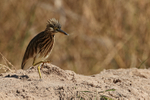 Indian Pond Heron, crest raised, Bandhavgarh, India