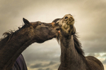 Into the World of Horses