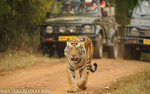 Kanha NP and Bandhavgarh (India 2010) portfolio