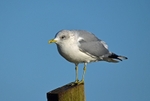 Common Gull