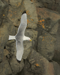Kittiwake (breeding plumage) calling in flight, Arnastapi, Iceland