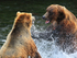 Grizzly Bear fight at Brooks Falls