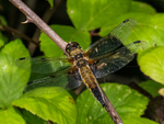 Four-spotted Chaser
