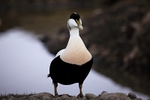 Male eider duck 1869
