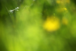 This lone moon daisy (Leucanthemum vulgare) 1