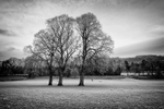 Three Trees
