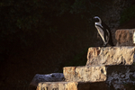 African Penguin takes the steps to Boulders Beach, South Africa