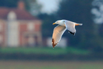 Yellow-legged Gull in flight over Farmoor Reservoir