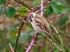 Tree Sparrow