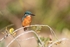 Kingfisher Alcedo Atthis002