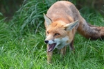 Red Fox