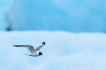 Sabine's Gull flying, Jokulsarlon, Iceland
