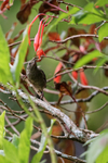 Slaty Flowerpiecer (fe...