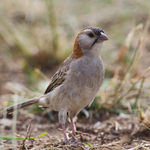Speckle-fronted Weaver on the ground