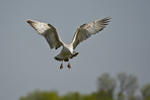 Caspian Gull