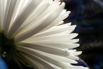 Flowers Set 2 - 04