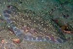 Raja clavata