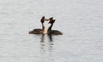 Great Crested Grebes, Oxford Island