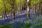 Langdon Woods