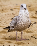 Herring Gull portfolio