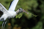 Wood Stork close with nest material, Wakodahatchee Wetlands, Florida