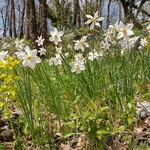 Pheasant's eye (Narcissus poeticus) also known as Poet's narcissus with wood spurge (Euphorbia amygdaloides)