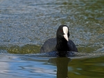 Coot