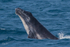 Humpback Calf head-lunge 10. 0A3A9875