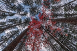 Colored Canopy