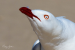 Gull Submissive