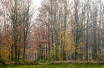 Oldfield Coppice 1
