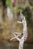 Green Heron perched on tree stump, Blue Cypress Lake, Florida