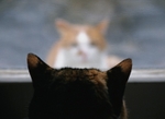 Cats (Spice & Mindy)