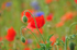 Poppies and wild flowers 4