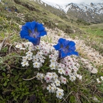 Rock Jasmine (Androsace villosa) growing with Trumpet Gentian  (Gentiana dinarica) 