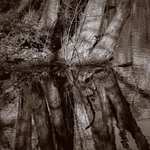 Curtains Pond 01