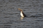 Red-throated Divers