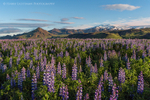 Skogar Lupine