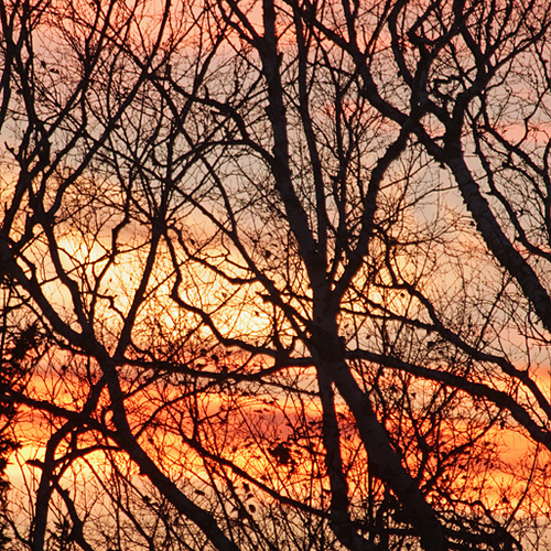 Deciduous trees sans leaves in early November and with empty branches silhouetted against the evening sky.