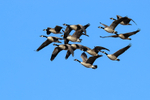 Canada Goose portfolio