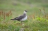 Arctic Skua