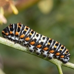 Larva of Common swallowtail (Papilio machaon) at 22 days after 3rd moult (fourth instar)...unusual dark form
