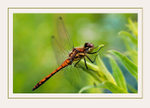 Sympetrum danae