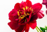 Red Peony - DSC_4653