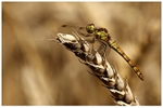 Common Darter on Wheat