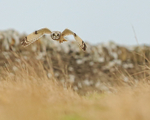 Short-eared Owl hunting, Hawling, Gloucestershire