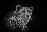 Cheetah - Monochrome