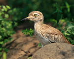 Senegal Thick-knee portfolio